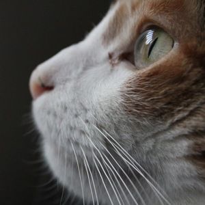 Meet your Posher, Judy